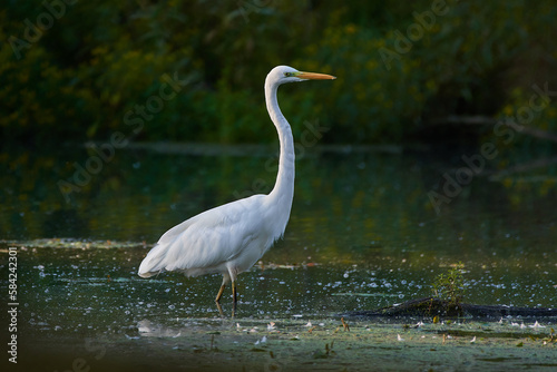 Great egret   Ardea alba   in natural environment  Danubian wetland  Slovakia