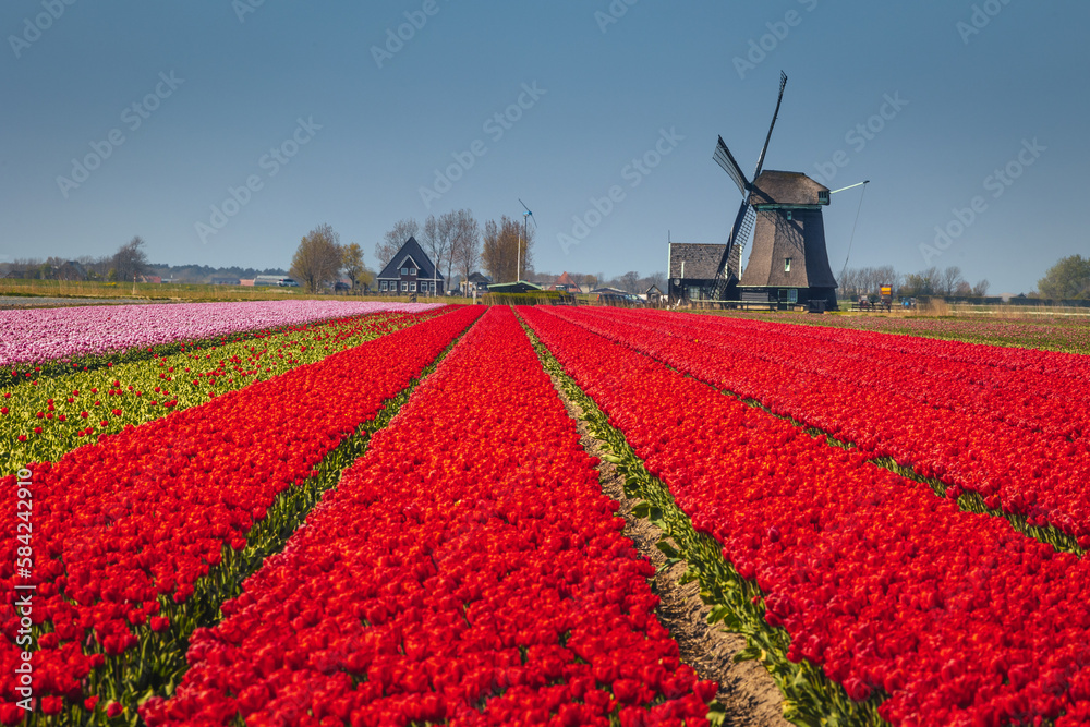 Spring view of a windmill among tulips - a classic Dutch landscape.