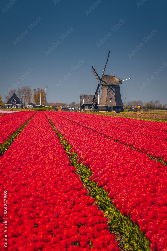 Spring view of a windmill among tulips - a classic Dutch landscape.