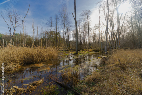 Wiosenne roztopy w wysokim lesie. Przepływająca w pobliżu nieuregulowana rzeka wylała tworząc rozległe rozlewiska będące naturalnym rezerwuarem wody.