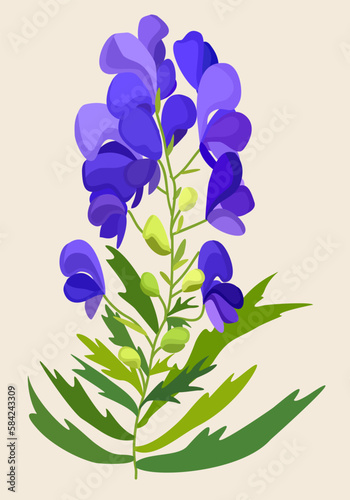 Vector illustration of blue aconite isolated on light background.