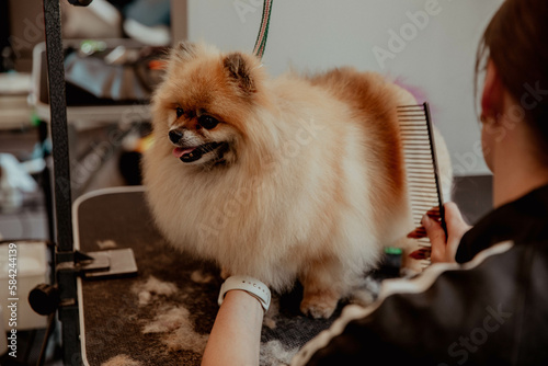 Yellow Spitz on a haircut in a pet salon on grooming