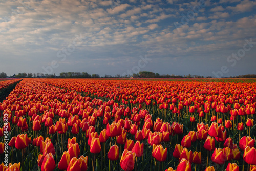 A view of the colorful tulip fields in North Holland. A classic spring view from this country.