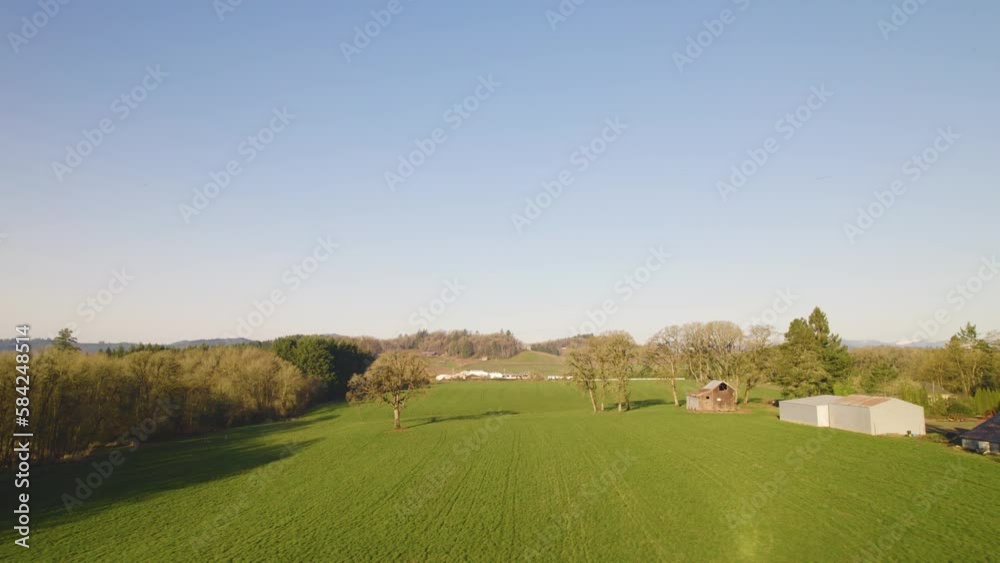 Beautiful crop rows and trees of rustic farm on blue sky day in Carlton Oregon Beautiful crop rows and trees of rustic farm on blue sky day in Carlton Oregon