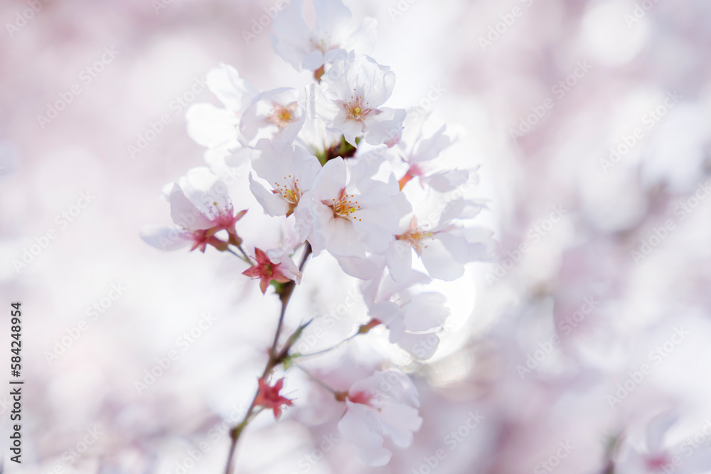 色が綺麗な満開の桜の花