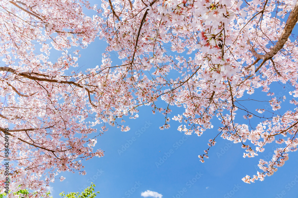 色が綺麗な満開の桜の花 色が綺麗な満開の桜の花