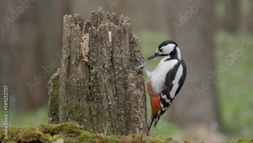 Great spotted woodpecker on tree trunk