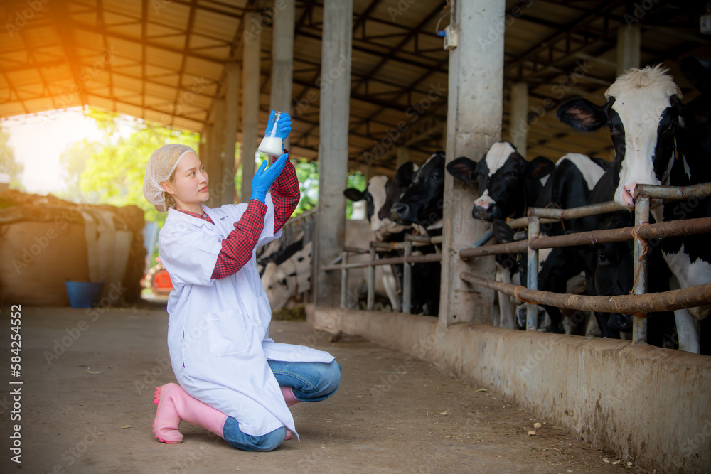 Woman Asian agronomist or animal doctor collecting milk samples at dairy farm