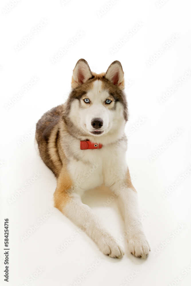 Fototapeta premium Dog Husky Photo Studio 