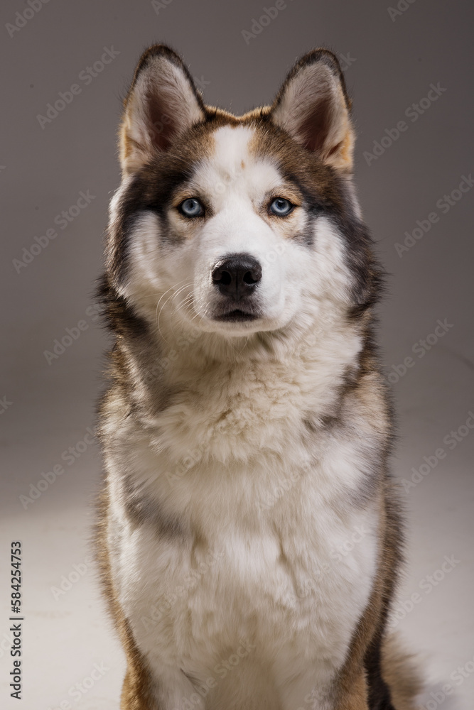 Dog Husky Photo Studio 
