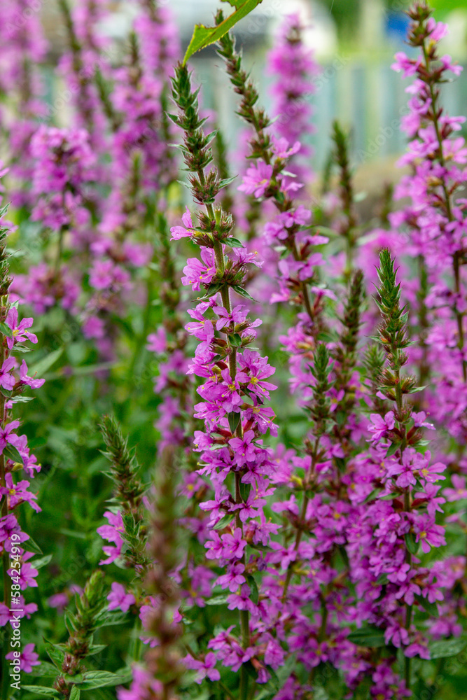 Obraz premium Flowering purple loosestrife plants in the summer garden (Lythrum salicaria).