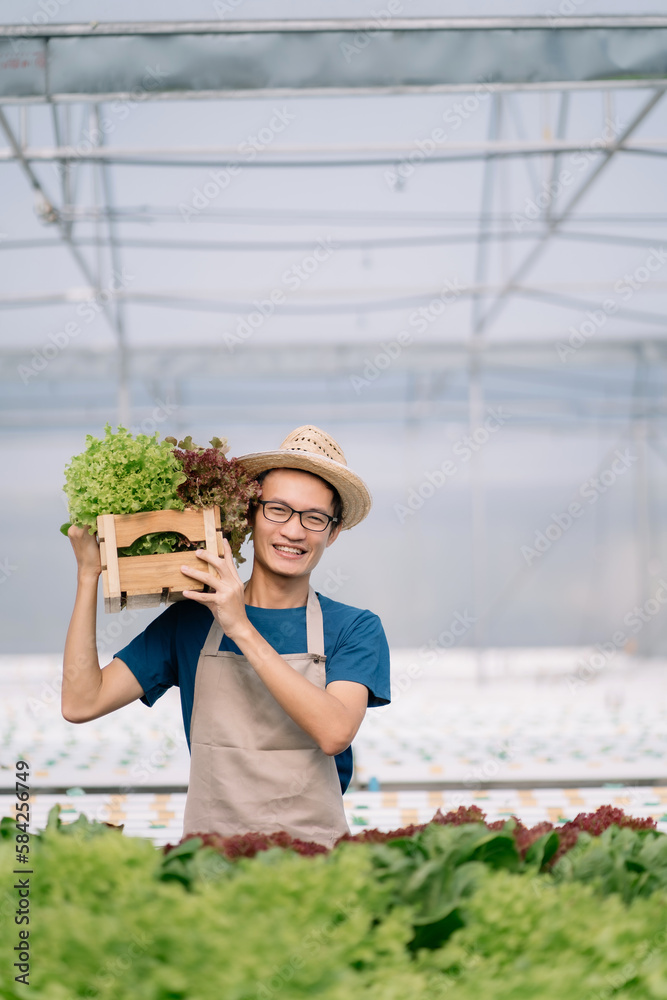 Smiling farmer in apron harvesting organic vegetables standing in greenhouse. Business agriculture concept