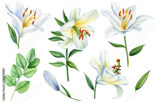 Εκτύπωση καμβά White lilies flowers on isolated background, watercolor white lily, flora for design