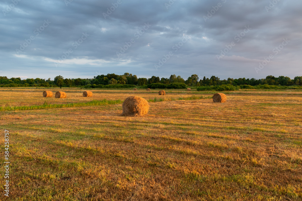 Rolls of hay in field at sunset, roll bales in golden sunlight and dark clouds in sky, rural landscape, cattle fodder