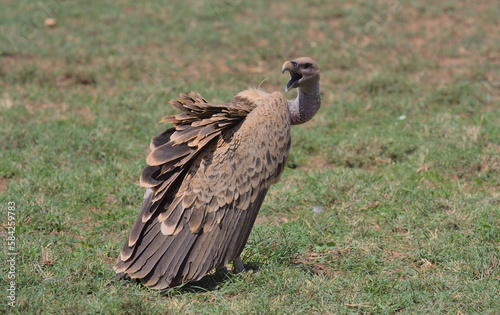 side view of Ruppell's griffon vulture standing alert on the ground with head turned and beak open in the wild buffalo springs national reserve, kenya photo