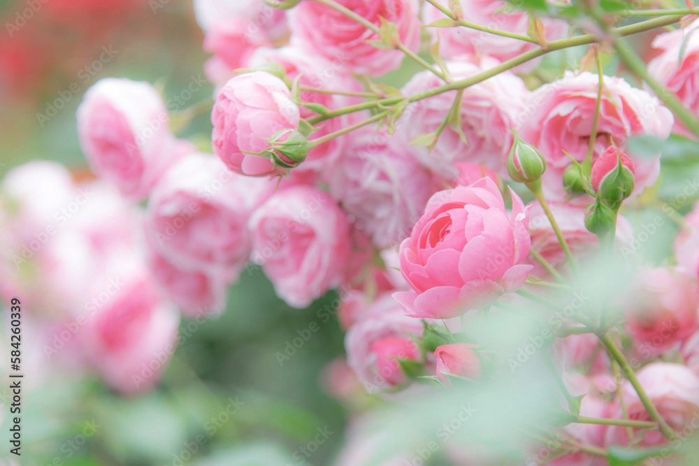 Obraz premium ピンク色の小さなバラ