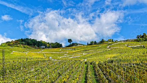 Matin d'automne dans les vignobles du Lavaux en Suisse  photo