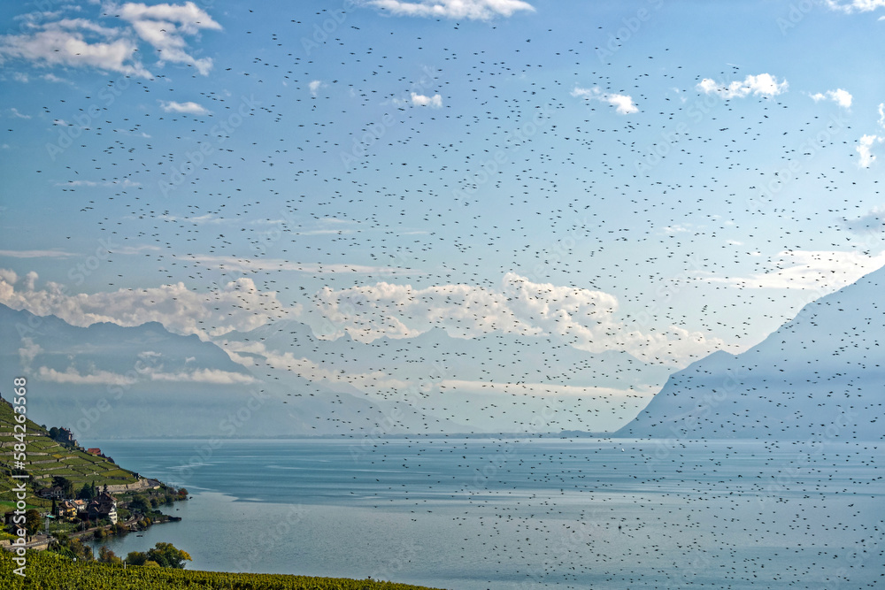 Obraz premium Nuée d'étourneaux survolant les vignobles du Lavaux en Suisse 