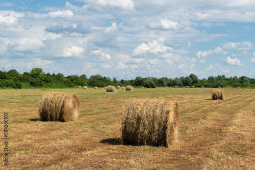 Field with rolls of hay, rural landscape with hay bales and fluffy cumulus clouds, animal fodder