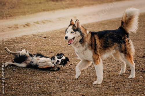 Border Collie dog playing with friend dog husky. 