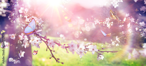 Spring Bloom - Blossoming Branch With Sunlight And Butterflies With Light Fla...