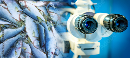 Raw fish. Microscope for checking quality of seafood. Study of fish for presence of helminths. Sanitary control of fishing industry. Microscope for studying seafood. Fish production control photo