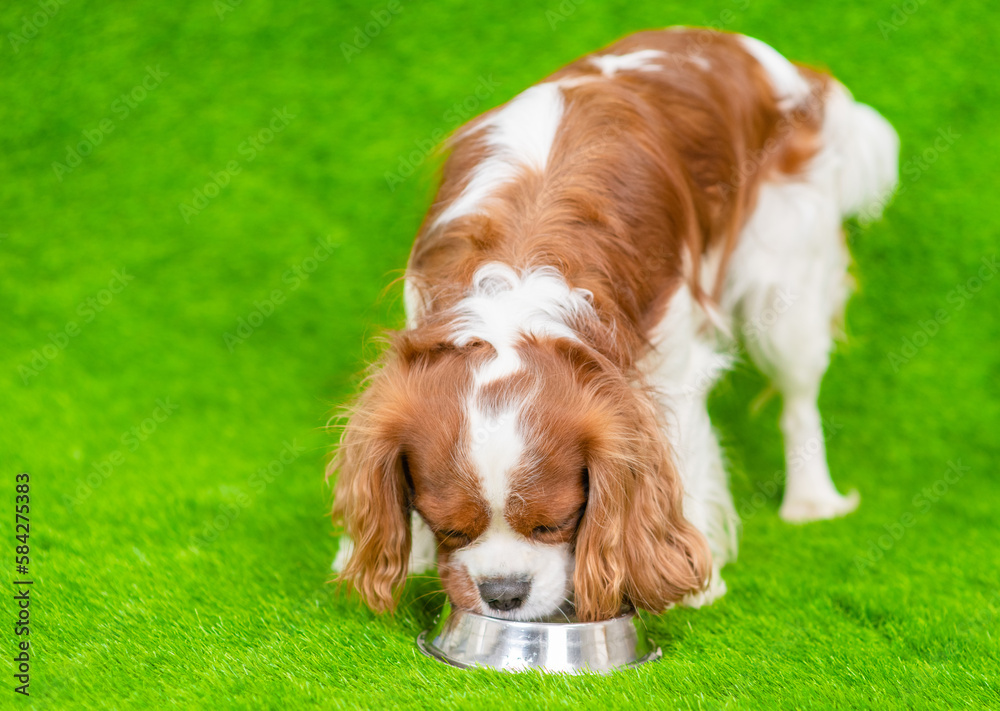 King charles spaniel dog eats from a bowl on the green grass