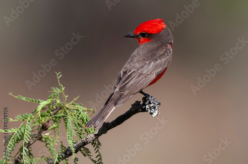 Vermilion Flycatcher perched,Pyrocephalus rubinus, La Pampa, Argentina photo