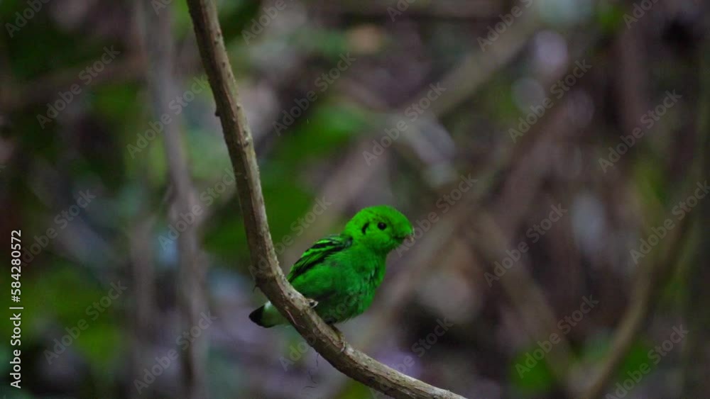 Green Broadbill, Asian Green Broadbill (Calyptomena viridis)standing on a branch with green leaves resting. Green Broadbill, Asian Green Broadbill (Calyptomena viridis)standing on a branch with green leaves resting.