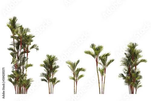 3D illustration Cyrtostachys renda trees photo