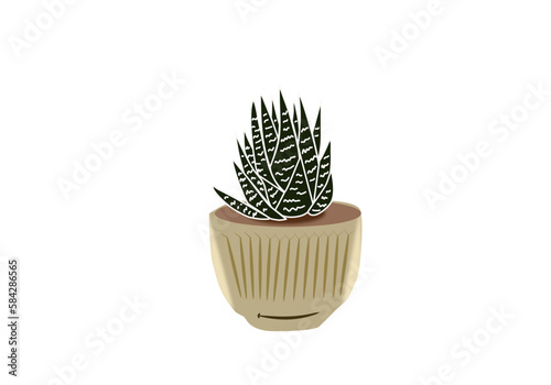
Succulent plant vector, zebra plant in ceramic pot on white isolated background.