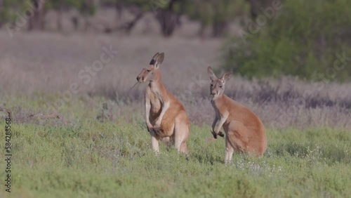 a winter's morning clip of two red kangaroos grazing in a meadow at western queensland, australia