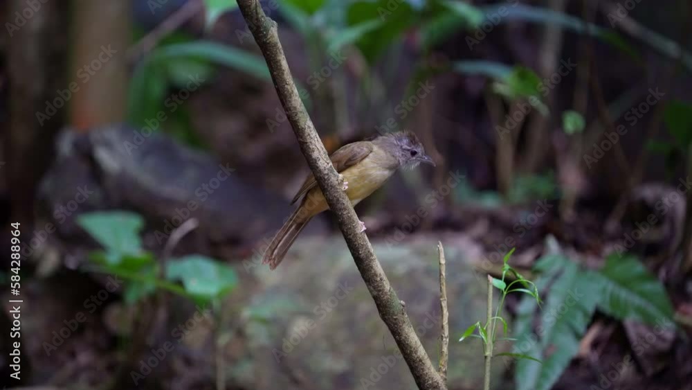 Grey-eyed Bulbul on brunch,Bird watching in forest Grey-eyed Bulbul on brunch,Bird watching in forest