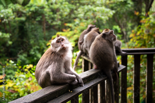 Group of wild monkeys in tropical rainforest on Bali, Indonesia