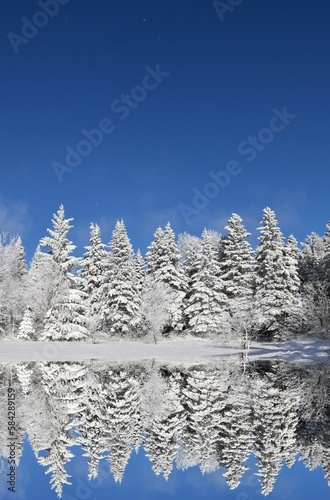 A snowy forest under a blue sky, Sainte-Apolline Québec, Canada