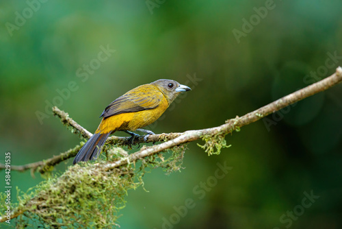 Passerini's Tanager or Scarlet-rumped Tanager ( Ramphocelus passerinii ) female searching for food in thr rainforest of Costa Rica photo