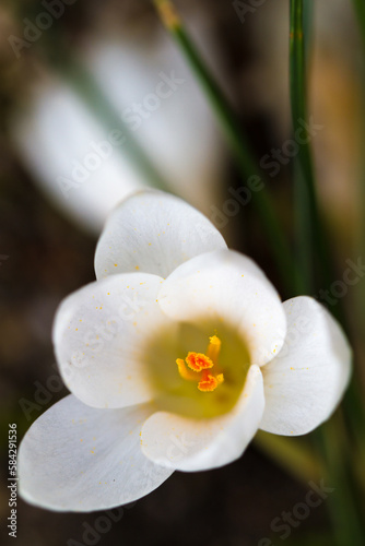 Blooming white Crocus (lat. Crocus) with green background