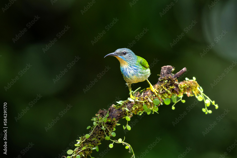 Obraz premium Shining Honeycreeper (Cyanerpus lucidus) female sitting on a branch in the rainforest mear Boca Tapada in Costa Rica