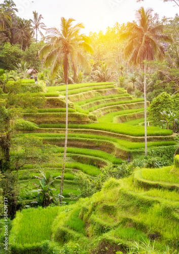 Lush rice fields plantation on Bali island, Indonesia