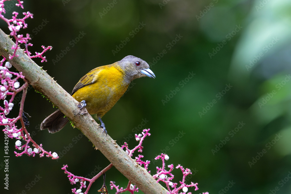 Passerini's Tanager or Scarlet-rumped Tanager ( Ramphocelus passerinii ) female searching for food in thr rainforest of Costa Rica Passerini's Tanager or Scarlet-rumped Tanager ( Ramphocelus passerinii ) female searching for food in thr rainforest of Costa Rica