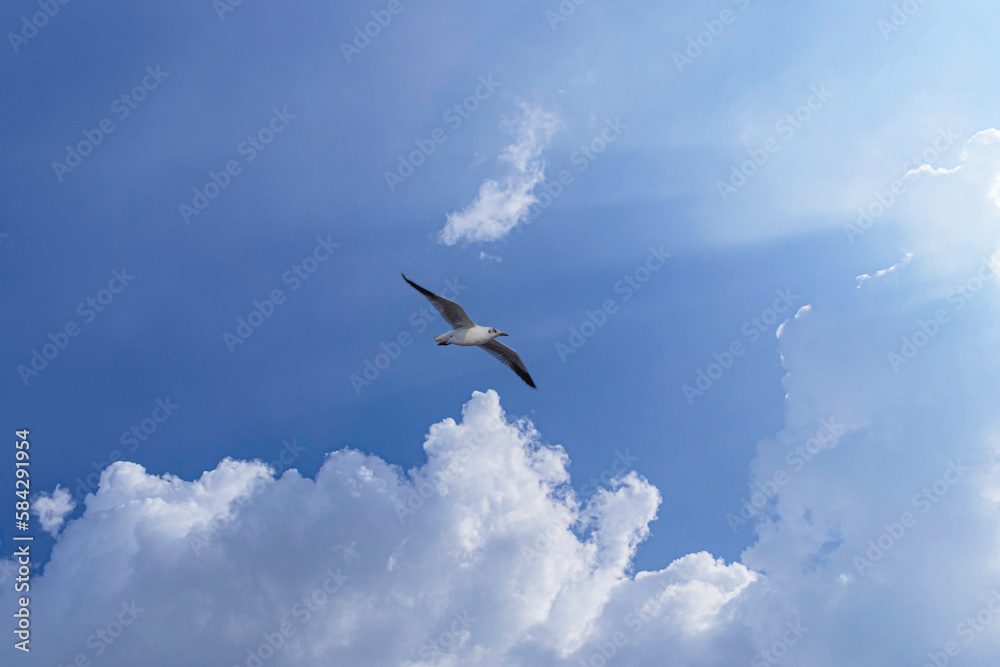 A seagull is flying in the sky