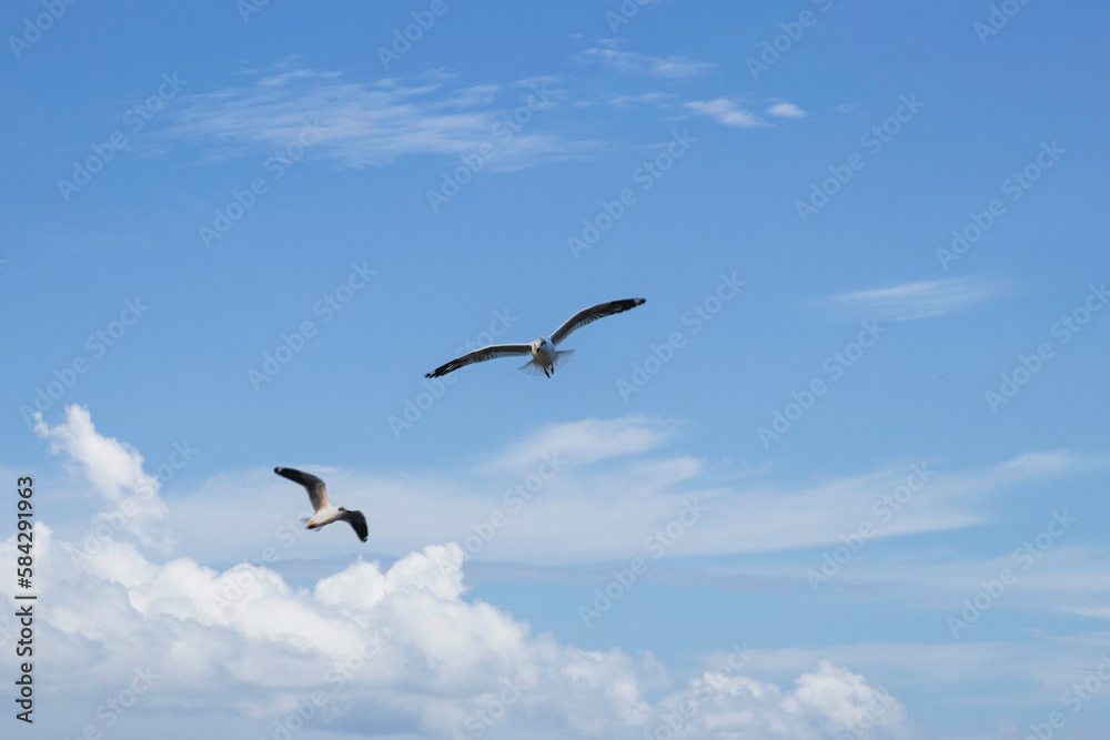Two seagulls are flying in the sky
