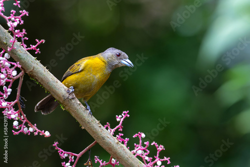 Passerini's Tanager or Scarlet-rumped Tanager ( Ramphocelus passerinii ) female searching for food in thr rainforest of Costa Rica photo