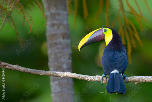 Chestnut-mandibled toucan or Swainson’s toucan, Ramphastos ambiguus swainsonii. Yellow-throated toucan sitting on a branch in the rainforest around BocaTapada in Costa Rica , Сentral America