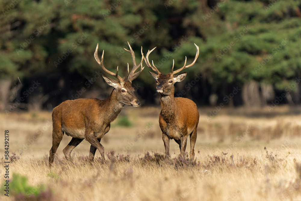Young Red Deer male in rutting season in National park Hoge Veluwe - The Netherlands Young Red Deer male in rutting season in National park Hoge Veluwe - The Netherlands