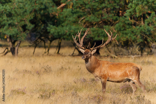 Red Deer stag showing dominant behaviour in the rutting season in National park Hoge Veluwe - The Netherlands