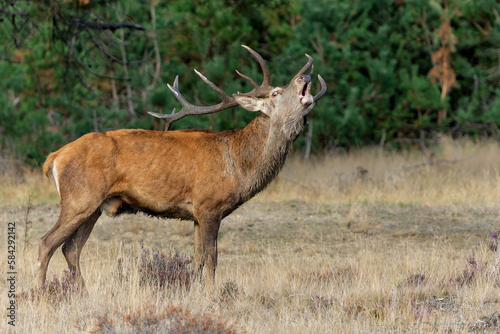 Red Deer stag showing dominant behaviour in the rutting season in National park Hoge Veluwe - The Netherlands