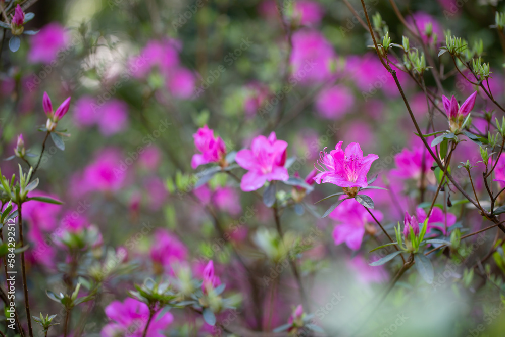 spring purple flowers in sunny garden spring purple flowers in sunny garden