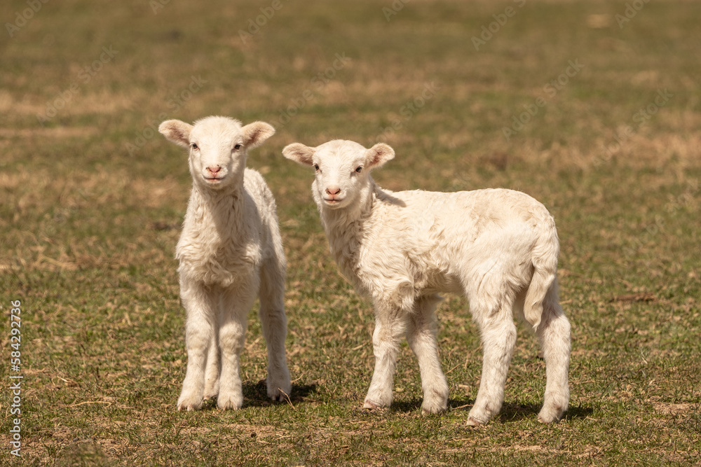 Naklejka premium Newborn Lambs in Pasture looking at camera with copy space