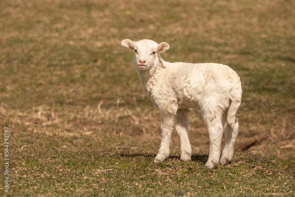 Newborn Lamb in Pasture looking at camera with copy space Newborn Lamb in Pasture looking at camera with copy space